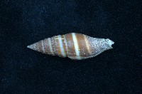 藏品(黑筆螺)的圖片